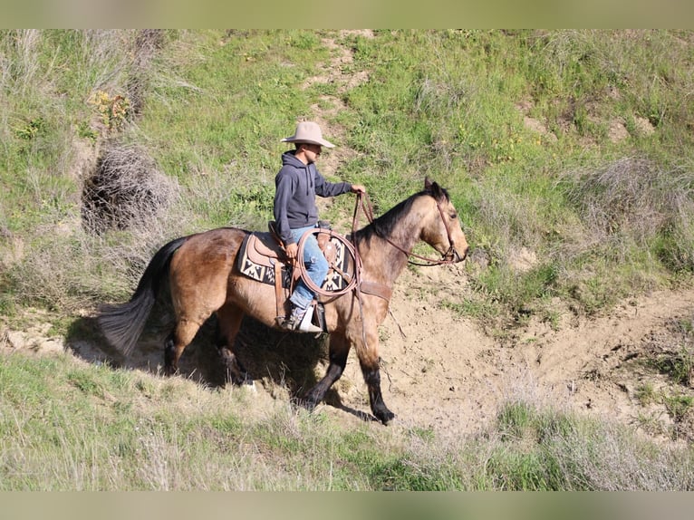 American Quarter Horse Ruin 14 Jaar 152 cm Buckskin in Tres Pinos