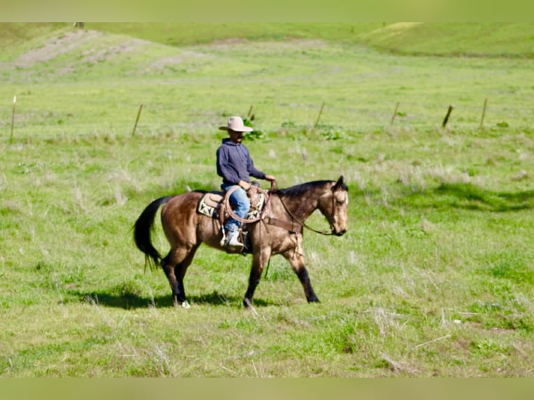 American Quarter Horse Ruin 14 Jaar 152 cm Buckskin in Tres Pinos