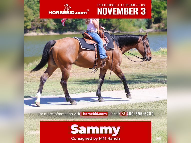 American Quarter Horse Ruin 14 Jaar 152 cm Buckskin in Forney American Quarter Horse Ruin 14 Jaar 152 cm Buckskin in Forney