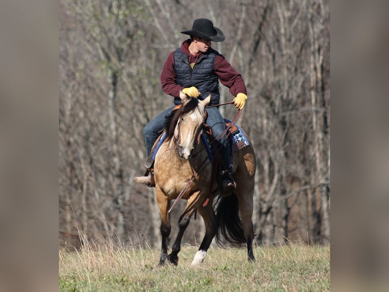 American Quarter Horse Ruin 14 Jaar 152 cm Buckskin in Brodhead KY