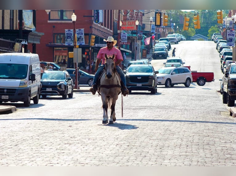 American Quarter Horse Ruin 14 Jaar 152 cm Buckskin in Stephenville TX