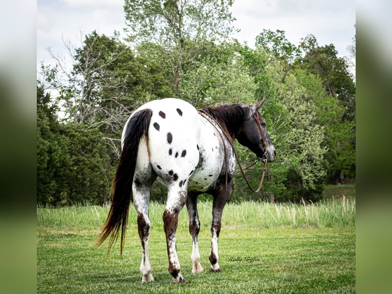 American Quarter Horse Ruin 14 Jaar 152 cm Donkere-vos in Greenville TX