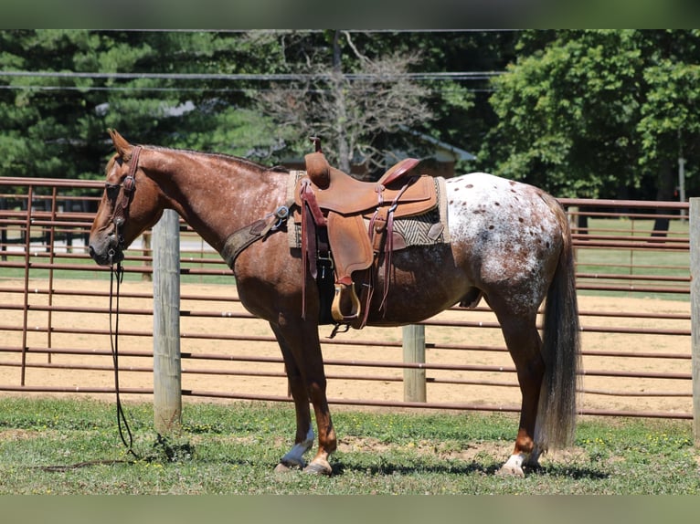 American Quarter Horse Ruin 14 Jaar 152 cm Donkere-vos in Rineyville KY