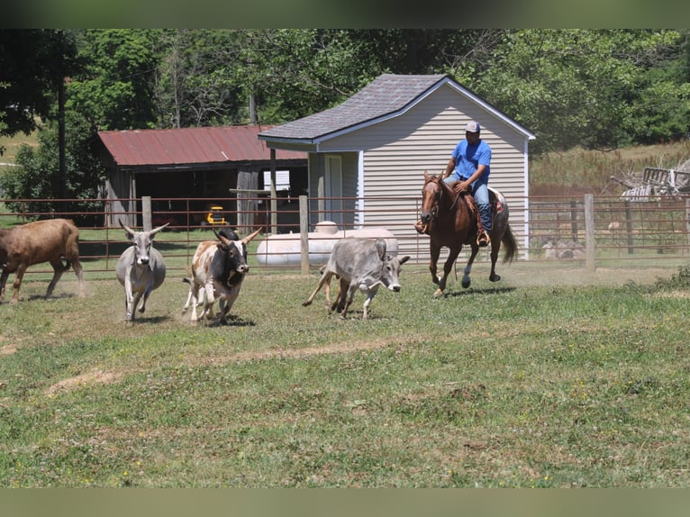 American Quarter Horse Ruin 14 Jaar 152 cm Donkere-vos in Rineyville KY