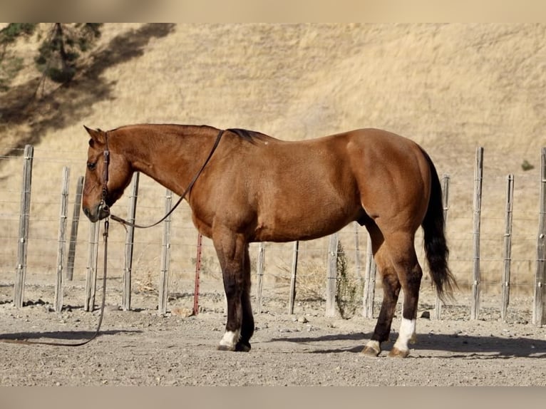 American Quarter Horse Ruin 14 Jaar 152 cm Falbe in Paicines CA