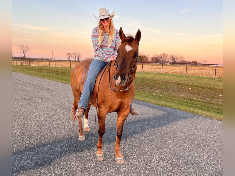 American Quarter Horse Ruin 14 Jaar 152 cm Falbe in River Falls WI