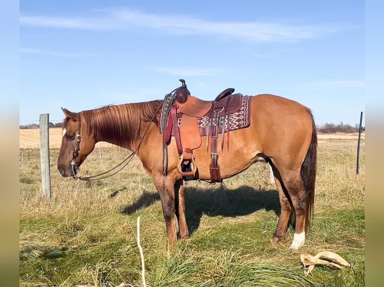 American Quarter Horse Ruin 14 Jaar 152 cm Falbe in River Falls WI