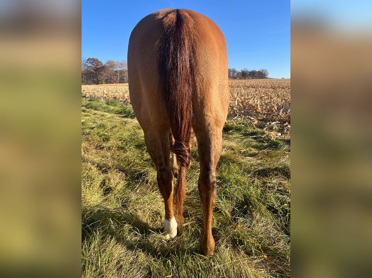 American Quarter Horse Ruin 14 Jaar 152 cm Falbe in River Falls WI