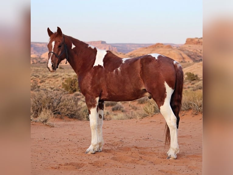 American Quarter Horse Ruin 14 Jaar 152 cm Gevlekt-paard in Stephenville