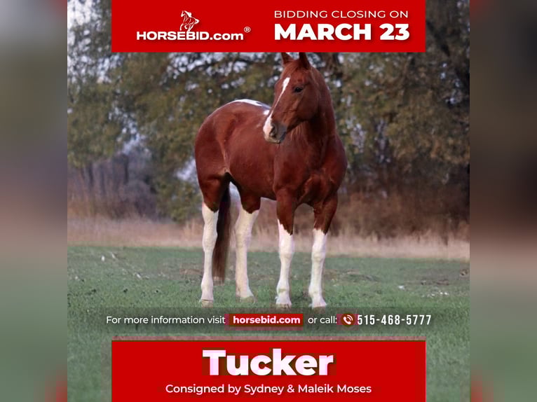 American Quarter Horse Ruin 14 Jaar 152 cm Gevlekt-paard in Stephenville