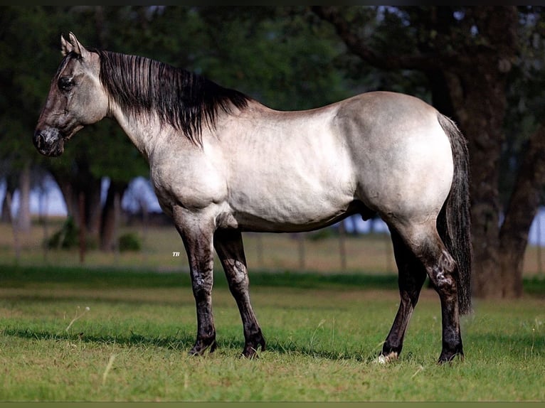 American Quarter Horse Ruin 14 Jaar 152 cm Grullo in Lipan