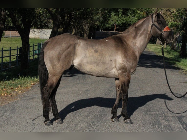 American Quarter Horse Ruin 14 Jaar 152 cm Grullo in HIckman CA