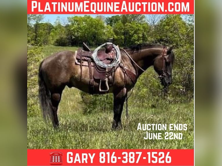 American Quarter Horse Ruin 14 Jaar 152 cm Grullo in Union Star, MO