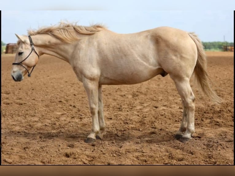 American Quarter Horse Ruin 14 Jaar 152 cm Palomino in Stephenville