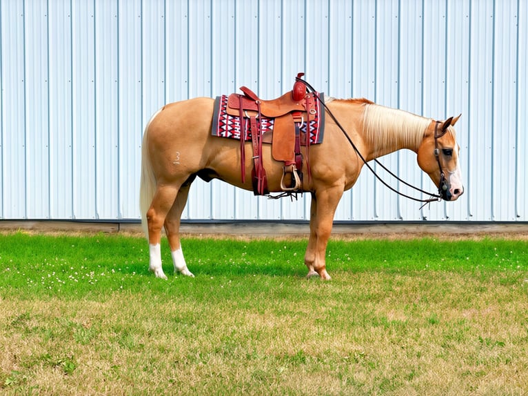 American Quarter Horse Ruin 14 Jaar 152 cm Palomino in Cannon Falls