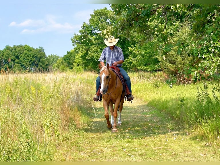 American Quarter Horse Ruin 14 Jaar 152 cm Palomino in Cannon Falls