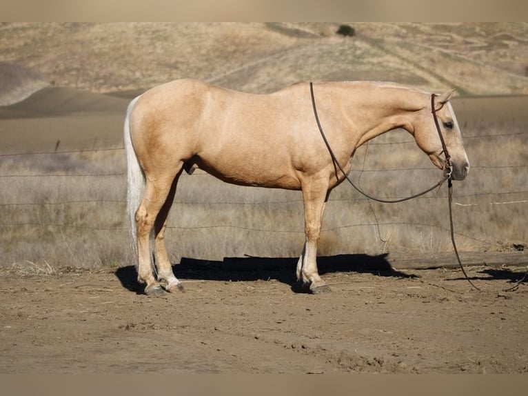 American Quarter Horse Ruin 14 Jaar 152 cm Palomino in Paicines CA