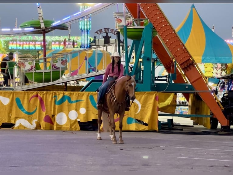 American Quarter Horse Ruin 14 Jaar 152 cm Palomino in Stephenville TX