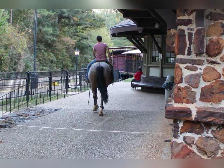 American Quarter Horse Ruin 14 Jaar 152 cm Roan-Bay in Rusk TX