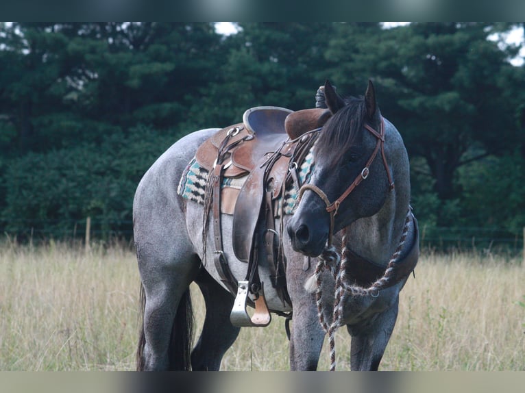 American Quarter Horse Ruin 14 Jaar 152 cm Roan-Blue in North Judson IN