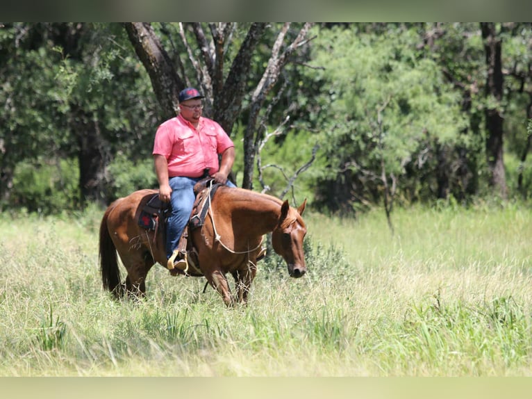 American Quarter Horse Ruin 14 Jaar 152 cm Roan-Red in lipan Tx