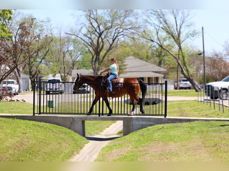 American Quarter Horse Ruin 14 Jaar 152 cm Roodbruin in Forney