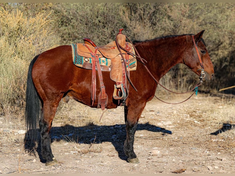 American Quarter Horse Ruin 14 Jaar 152 cm Roodbruin in Camp Verde Az