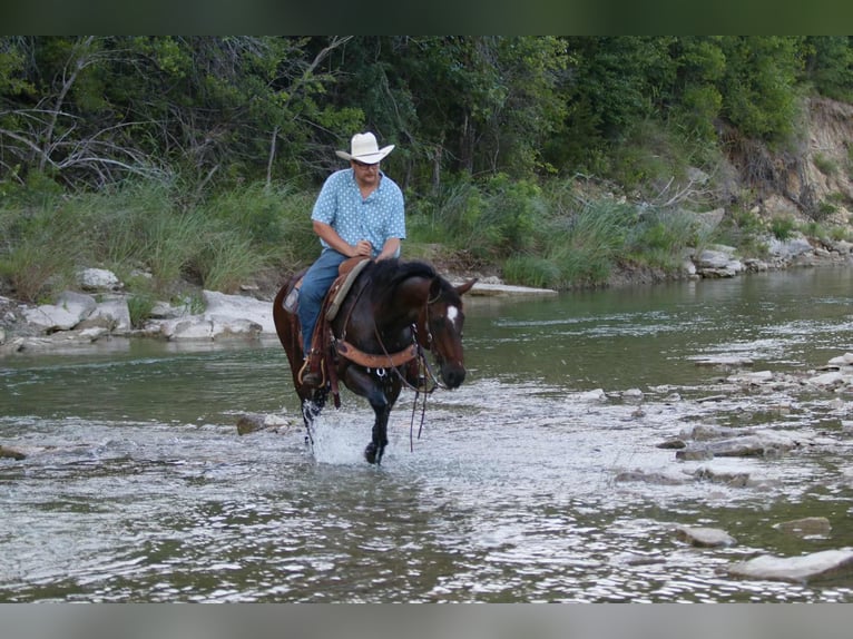 American Quarter Horse Ruin 14 Jaar 152 cm Roodbruin in Lipan TX