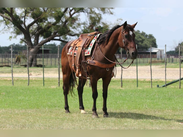 American Quarter Horse Ruin 14 Jaar 152 cm Roodbruin in Lipan TX