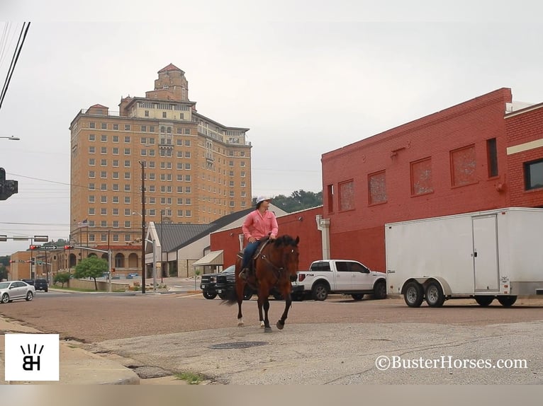 American Quarter Horse Ruin 14 Jaar 152 cm Roodbruin in Weatherford TX