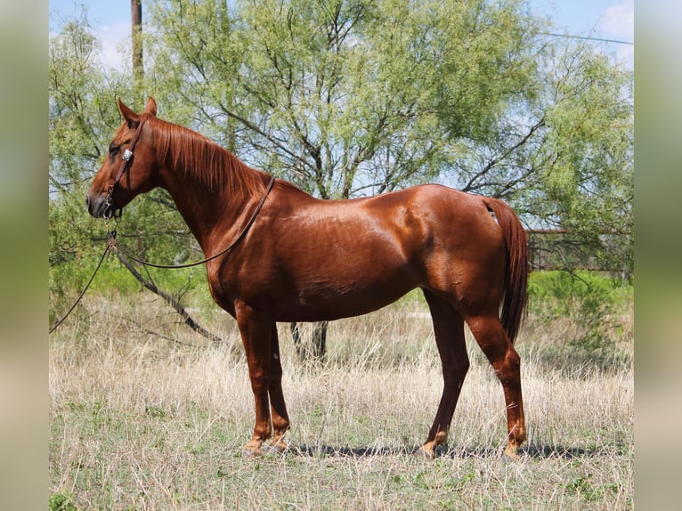 American Quarter Horse Ruin 14 Jaar 152 cm Roodvos in Stephenville TX