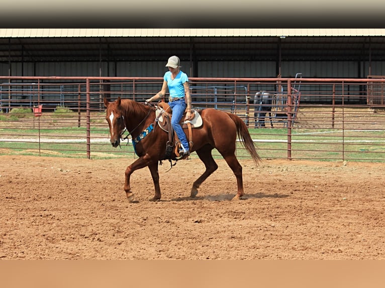 American Quarter Horse Ruin 14 Jaar 152 cm Roodvos in Stephenville TX