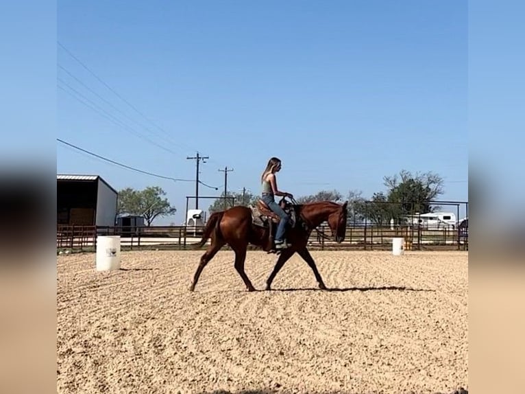 American Quarter Horse Ruin 14 Jaar 152 cm Roodvos in Stephenville TX