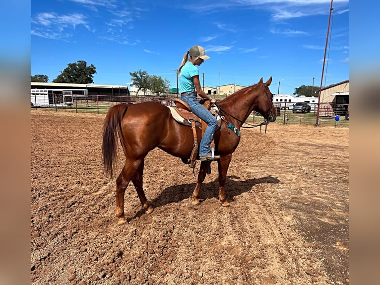 American Quarter Horse Ruin 14 Jaar 152 cm Roodvos in Stephenville TX