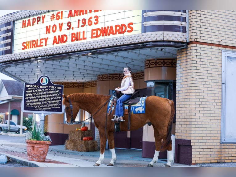 American Quarter Horse Ruin 14 Jaar 152 cm Roodvos in Mt Hope Al