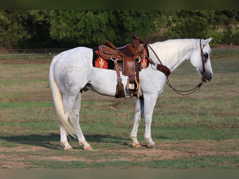 American Quarter Horse Ruin 14 Jaar 152 cm Schimmel in Cleburne TX