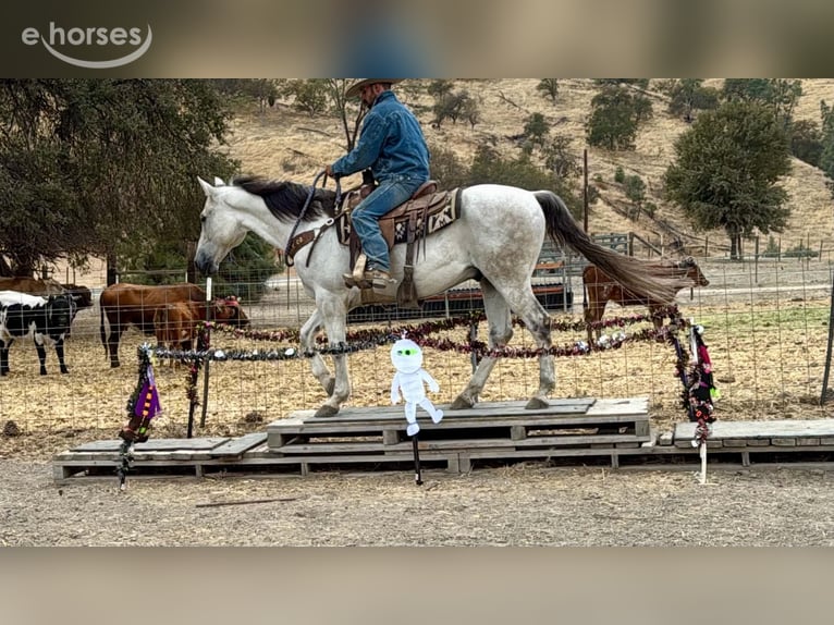 American Quarter Horse Ruin 14 Jaar 152 cm Schimmel in Tres Pinos