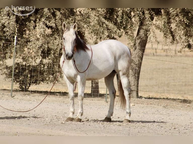 American Quarter Horse Ruin 14 Jaar 152 cm Schimmel in Tres Pinos