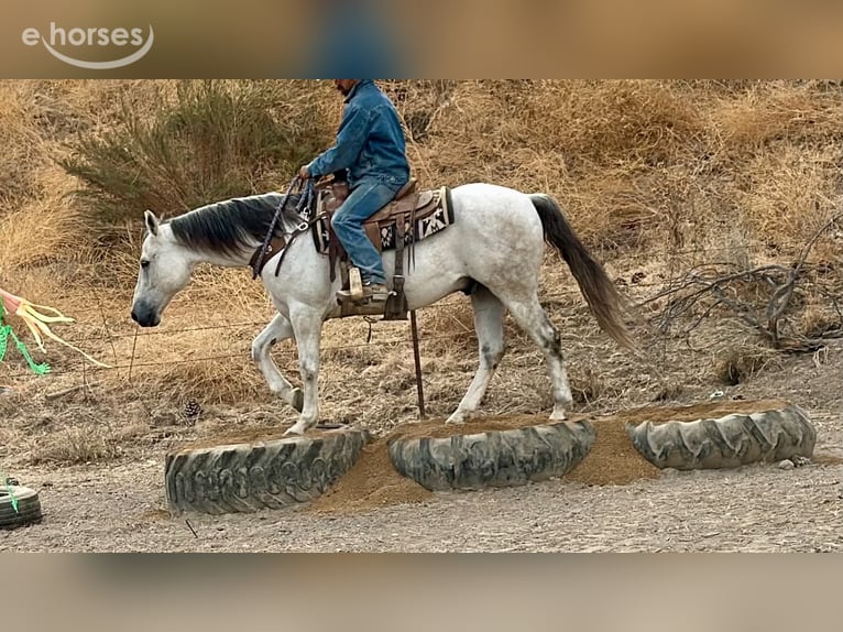 American Quarter Horse Ruin 14 Jaar 152 cm Schimmel in Tres Pinos