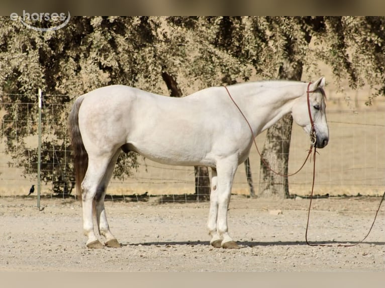 American Quarter Horse Ruin 14 Jaar 152 cm Schimmel in Tres Pinos