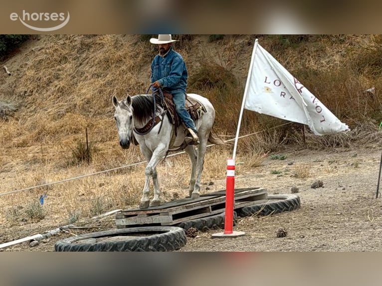 American Quarter Horse Ruin 14 Jaar 152 cm Schimmel in Tres Pinos