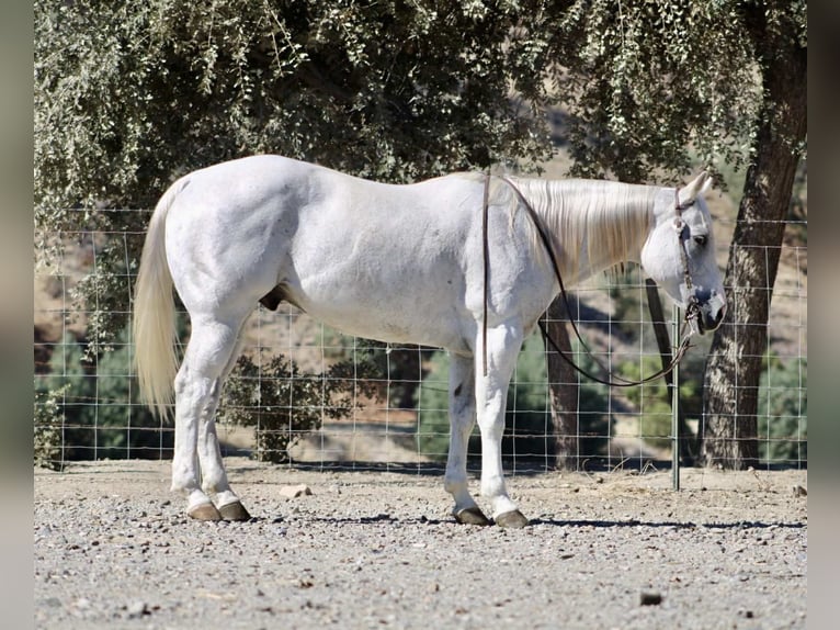 American Quarter Horse Ruin 14 Jaar 152 cm Schimmel in Paicines CA