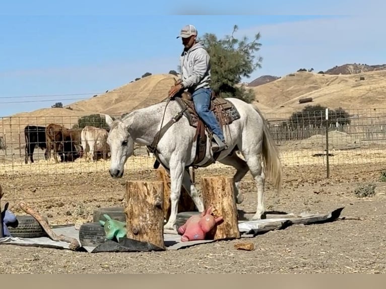 American Quarter Horse Ruin 14 Jaar 152 cm Schimmel in Paicines CA
