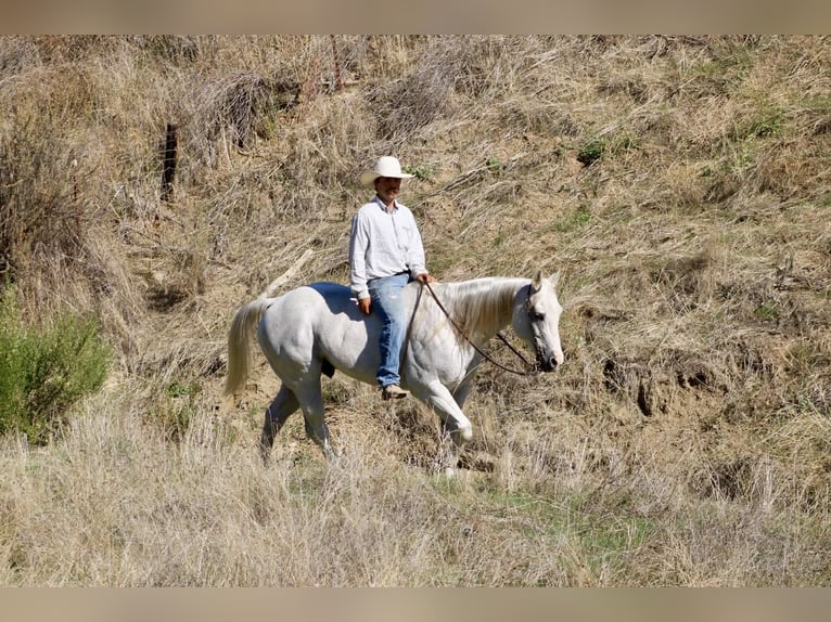 American Quarter Horse Ruin 14 Jaar 152 cm Schimmel in Paicines CA