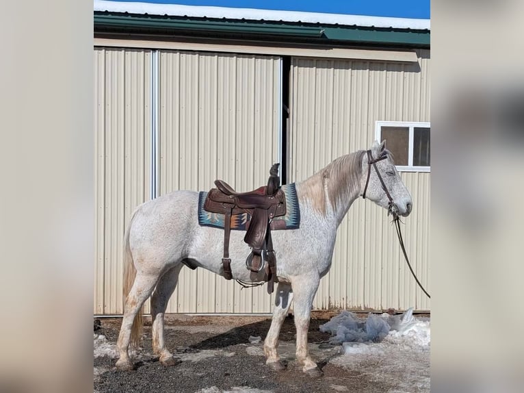 American Quarter Horse Ruin 14 Jaar 152 cm Schimmel in Ringgold