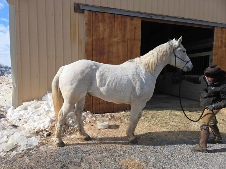 American Quarter Horse Ruin 14 Jaar 152 cm Schimmel in Ringgold