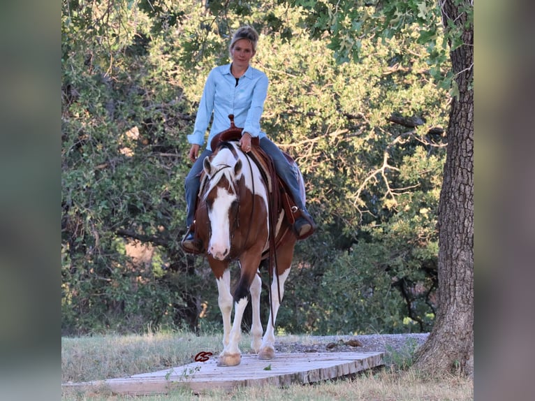 American Quarter Horse Ruin 14 Jaar 152 cm Tobiano-alle-kleuren in Jacksboro TX