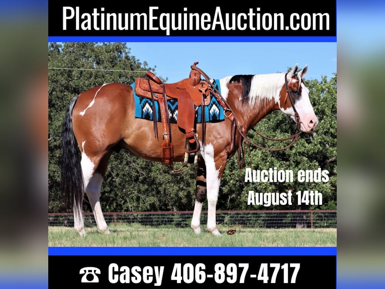 American Quarter Horse Ruin 14 Jaar 152 cm Tobiano-alle-kleuren in Jacksboro TX