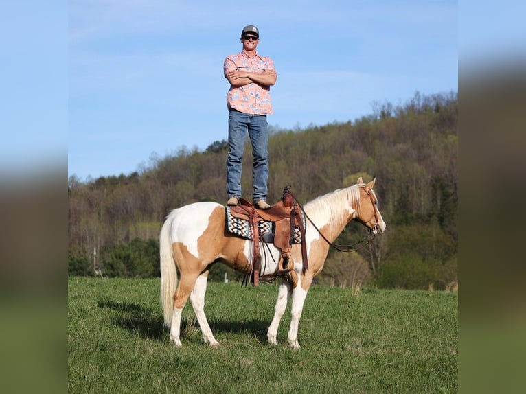 American Quarter Horse Ruin 14 Jaar 152 cm Tobiano-alle-kleuren in Brodhead KY