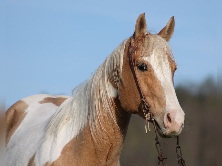 American Quarter Horse Ruin 14 Jaar 152 cm Tobiano-alle-kleuren in Brodhead KY